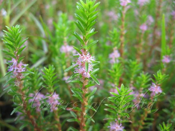 Fringed Flower Rotala